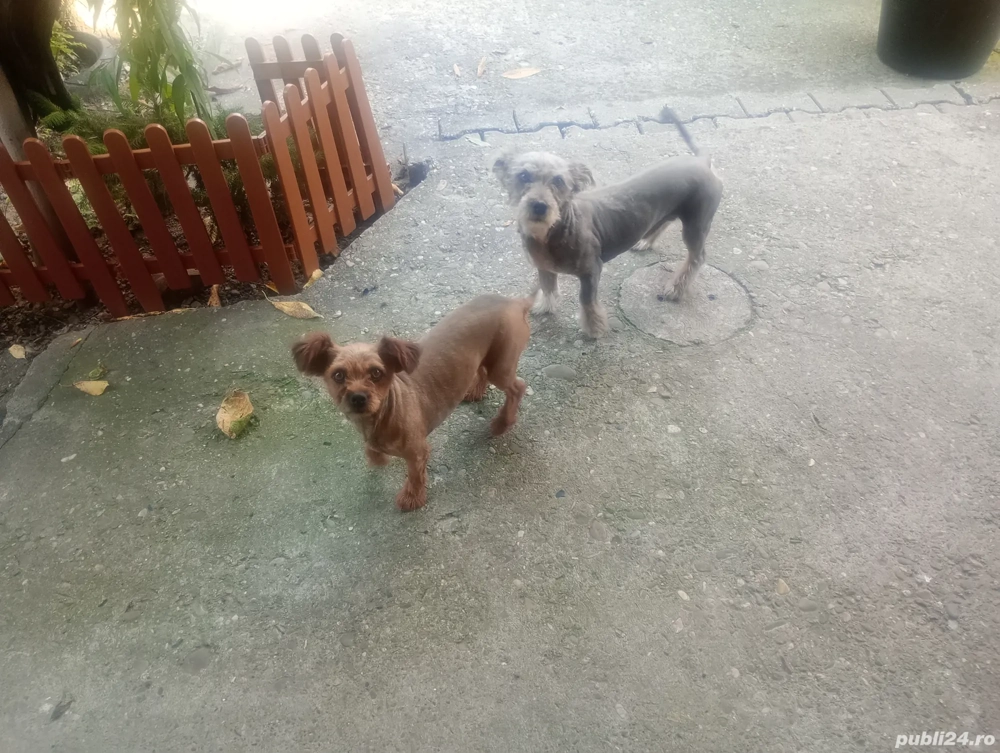 Catelusi jucăuși pt adopt