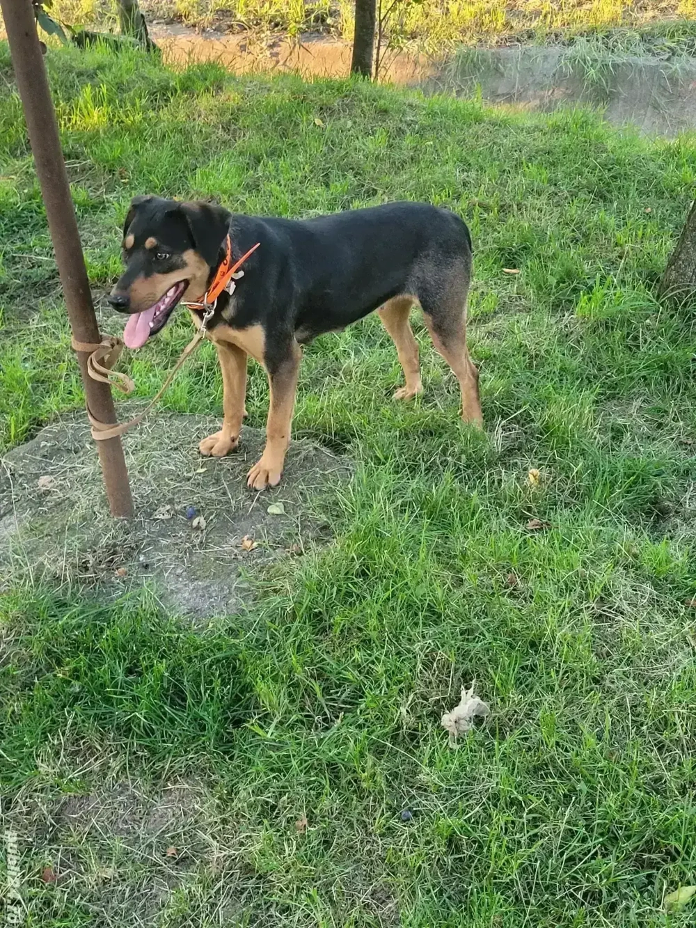 Cățea de vânătoare 