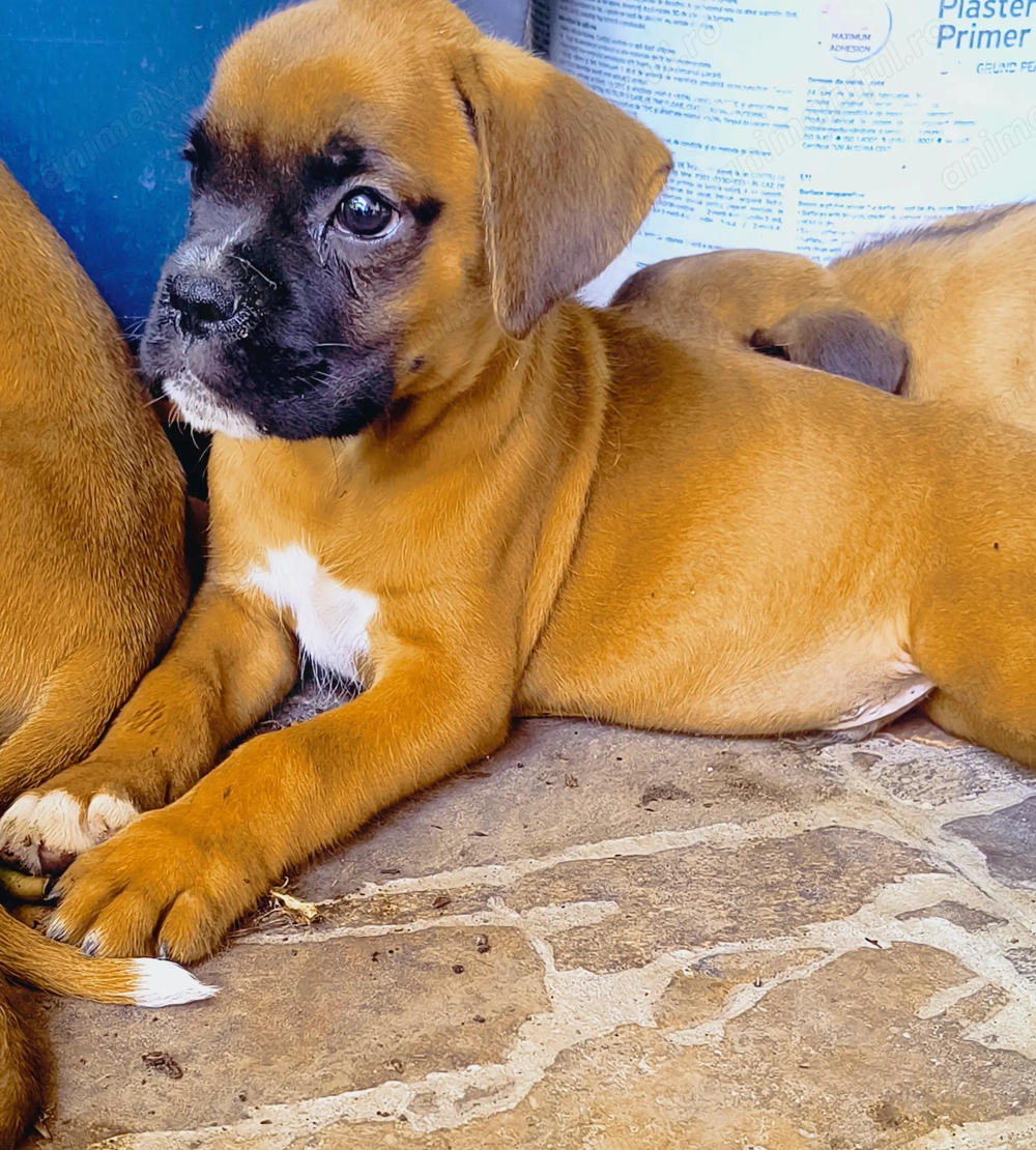 Boxer German juniori 