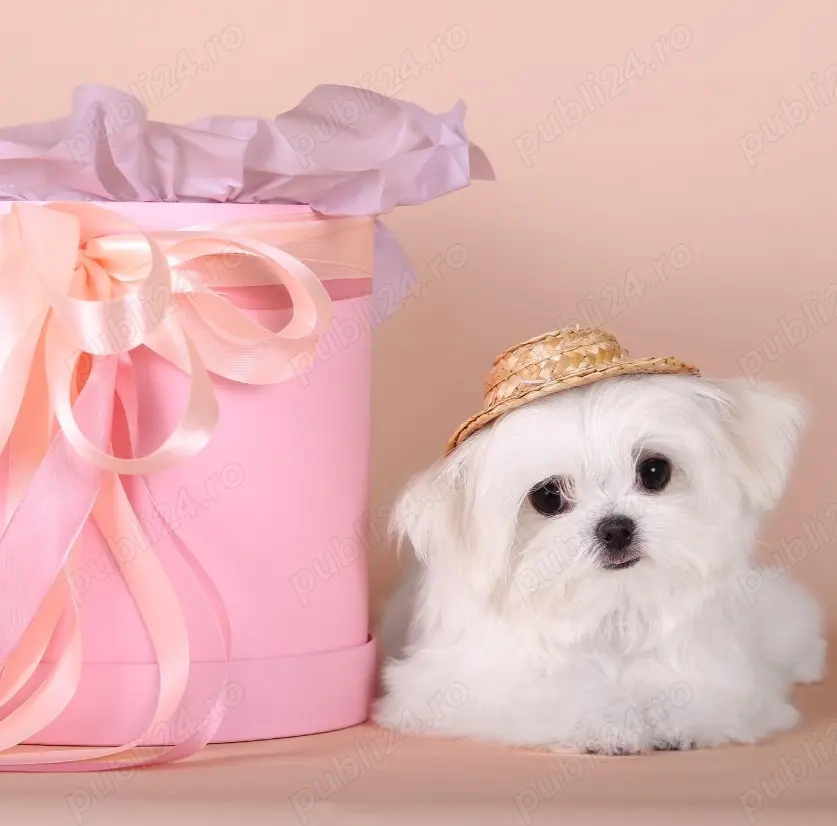 Bichon Maltez Mini din canisă autorizată  disponibili!