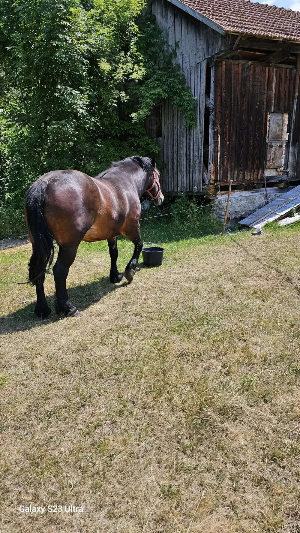 Se vinde iapa de 4 ani.