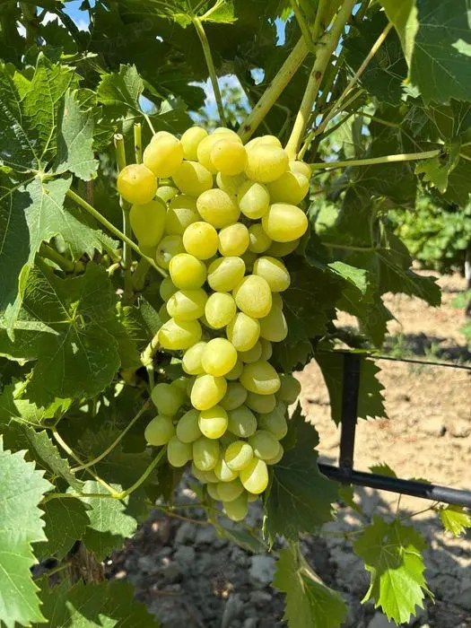 Vand struguri de masa destinati consumului ca fructe proaspete