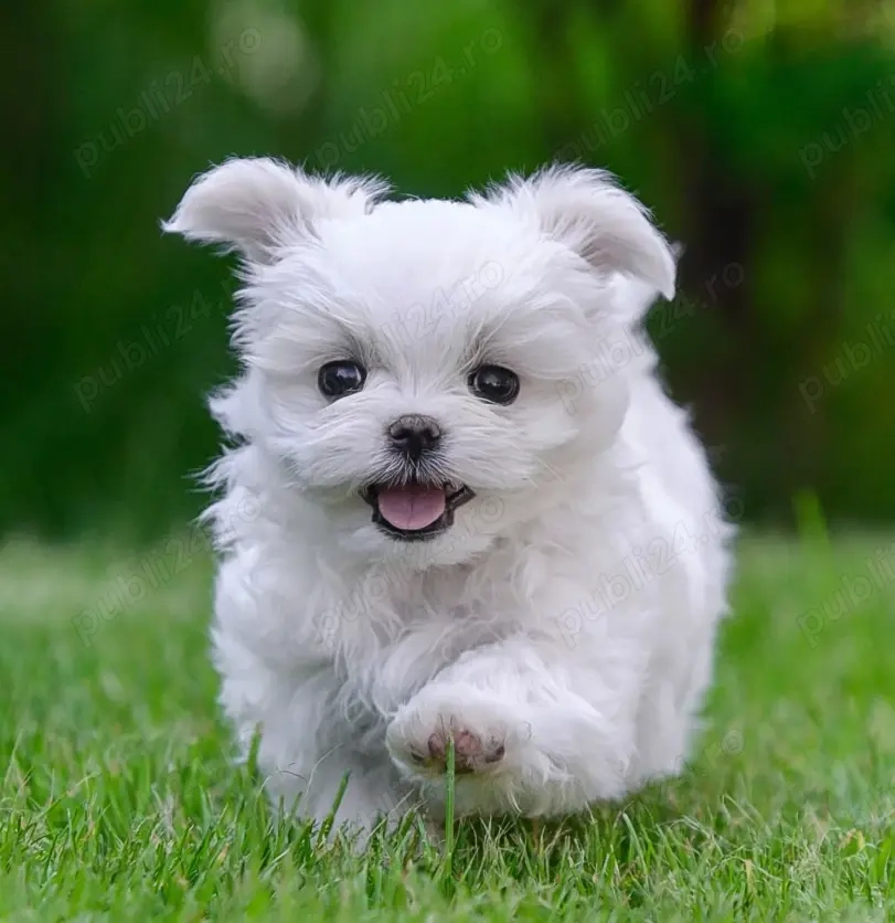 Exemplare rare Bichon Maltez Mini- pui de lux din canisa atestata
