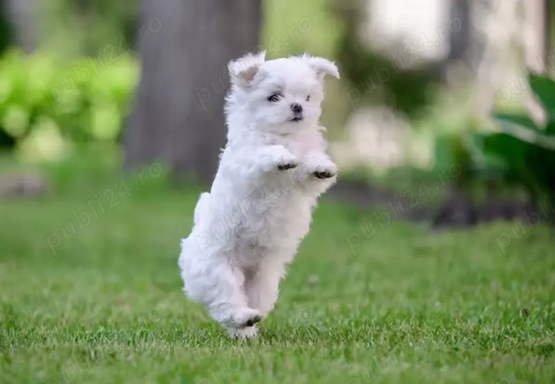 Pui Mini Bichon Maltez de Canisă   disponibili acum