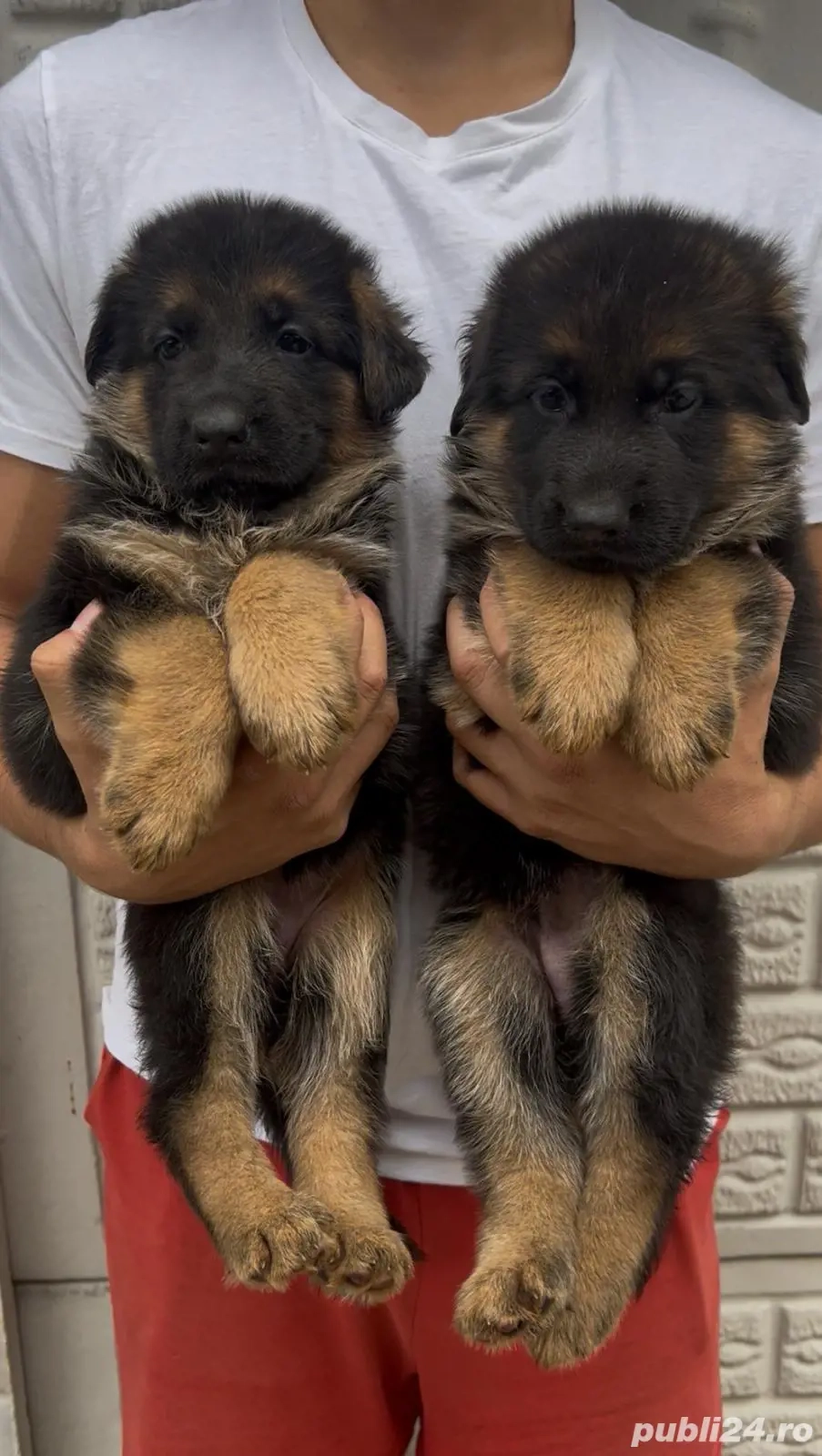 Pui Ciobanesc German