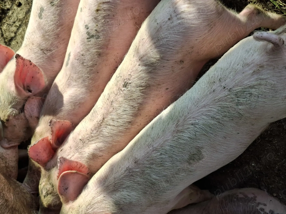 Vând purcei de rasă