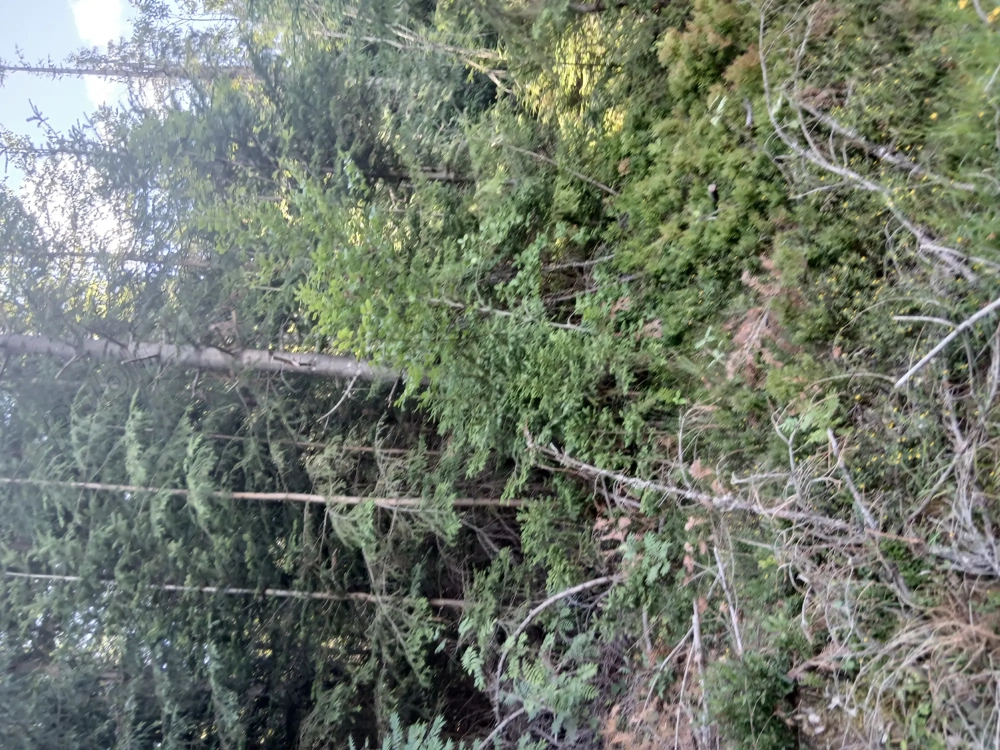 Teren cu pădure în Arieșeni 