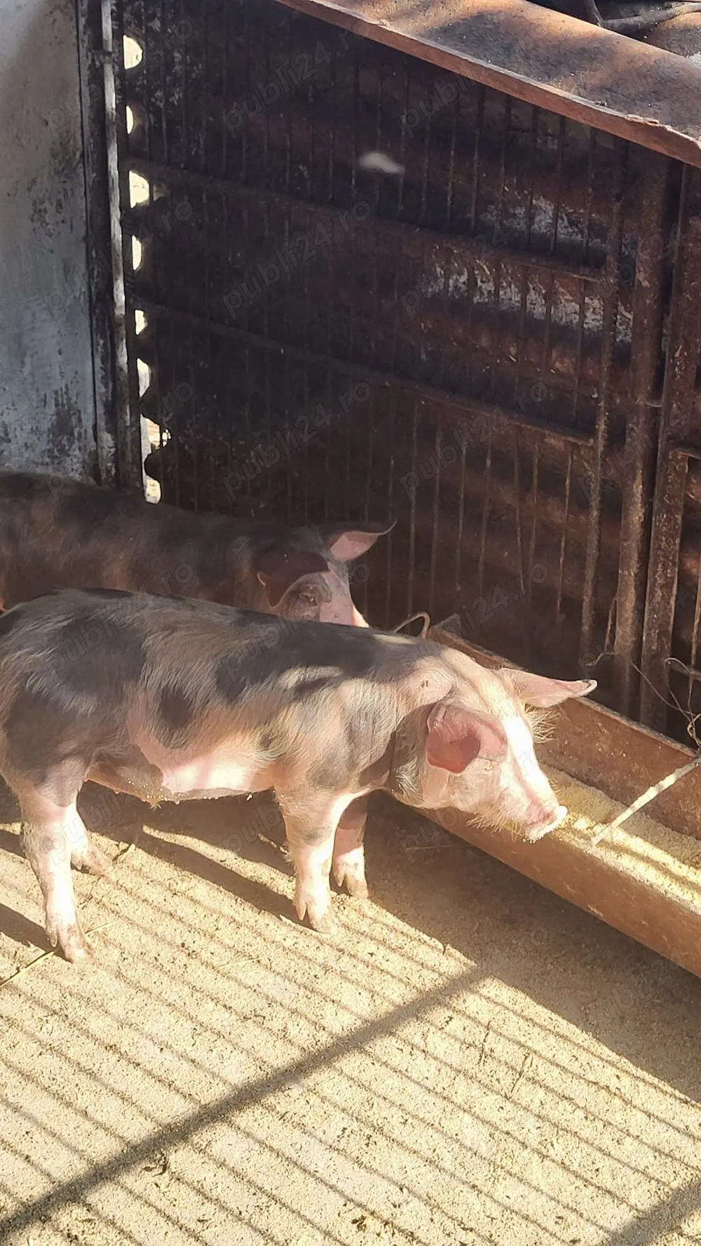 Vand Porci, Sat Scheia Com Al. I. Cuza, Jud Iasi Vand Porci, Sat Scheia Com Al. I. Cuza, Jud Iasi