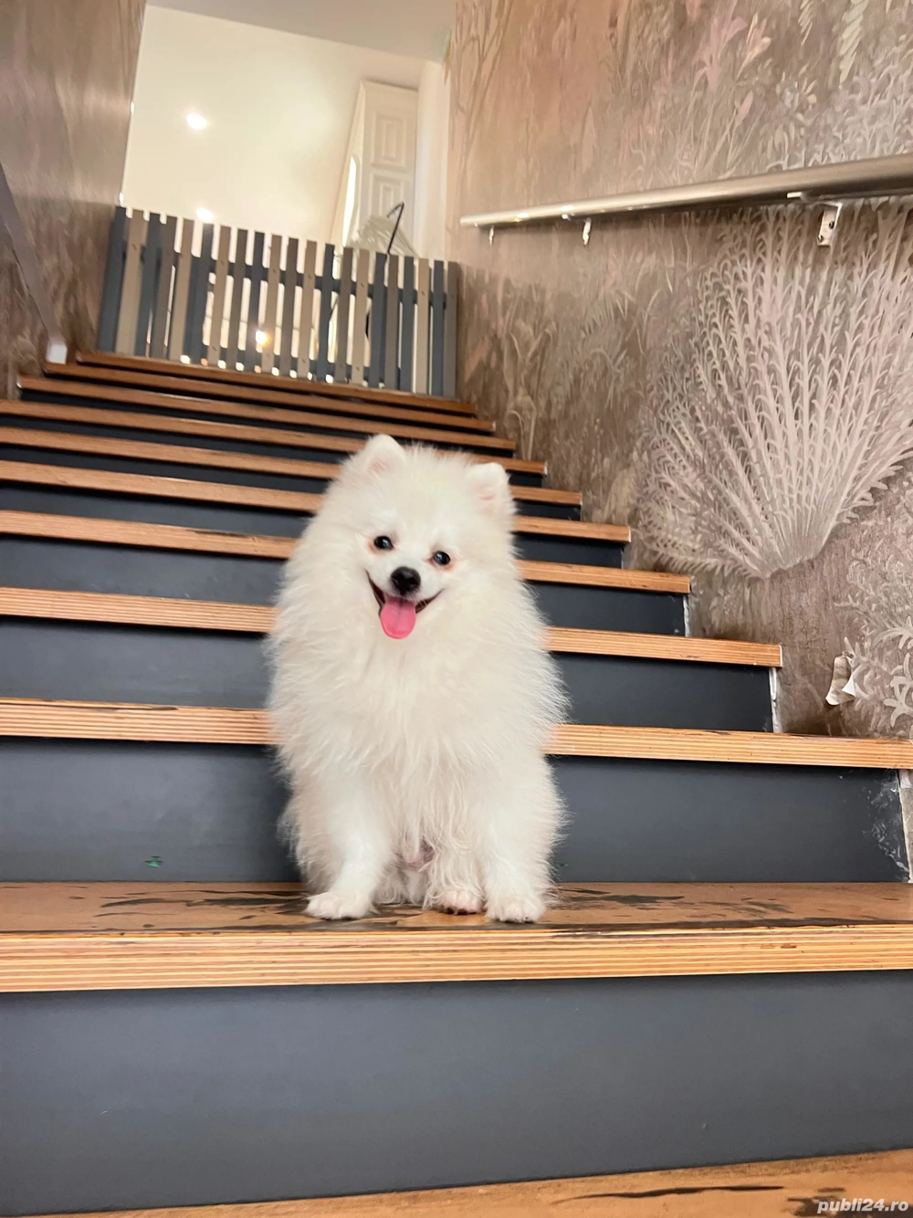 Pomeranian toy, spitz mascul si femela.(nu pudel)  Pomeranian toy, spitz mascul si femela.(nu pudel)