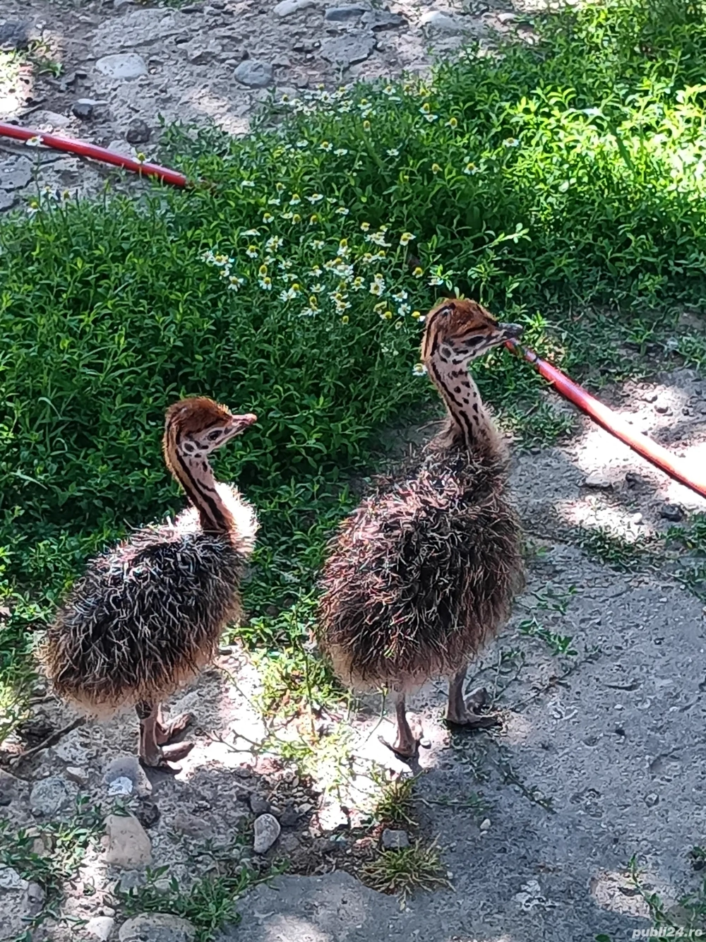 Vând pui de struți Vând pui de struți