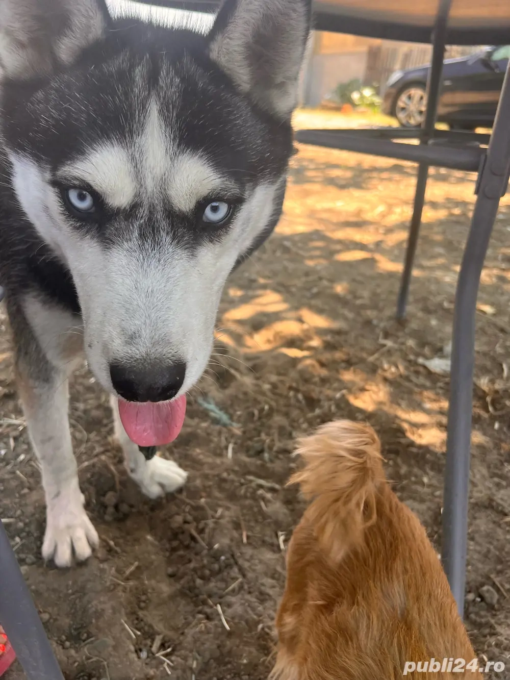 Husky de vanzare -1an vaccinat doar 500 Ron