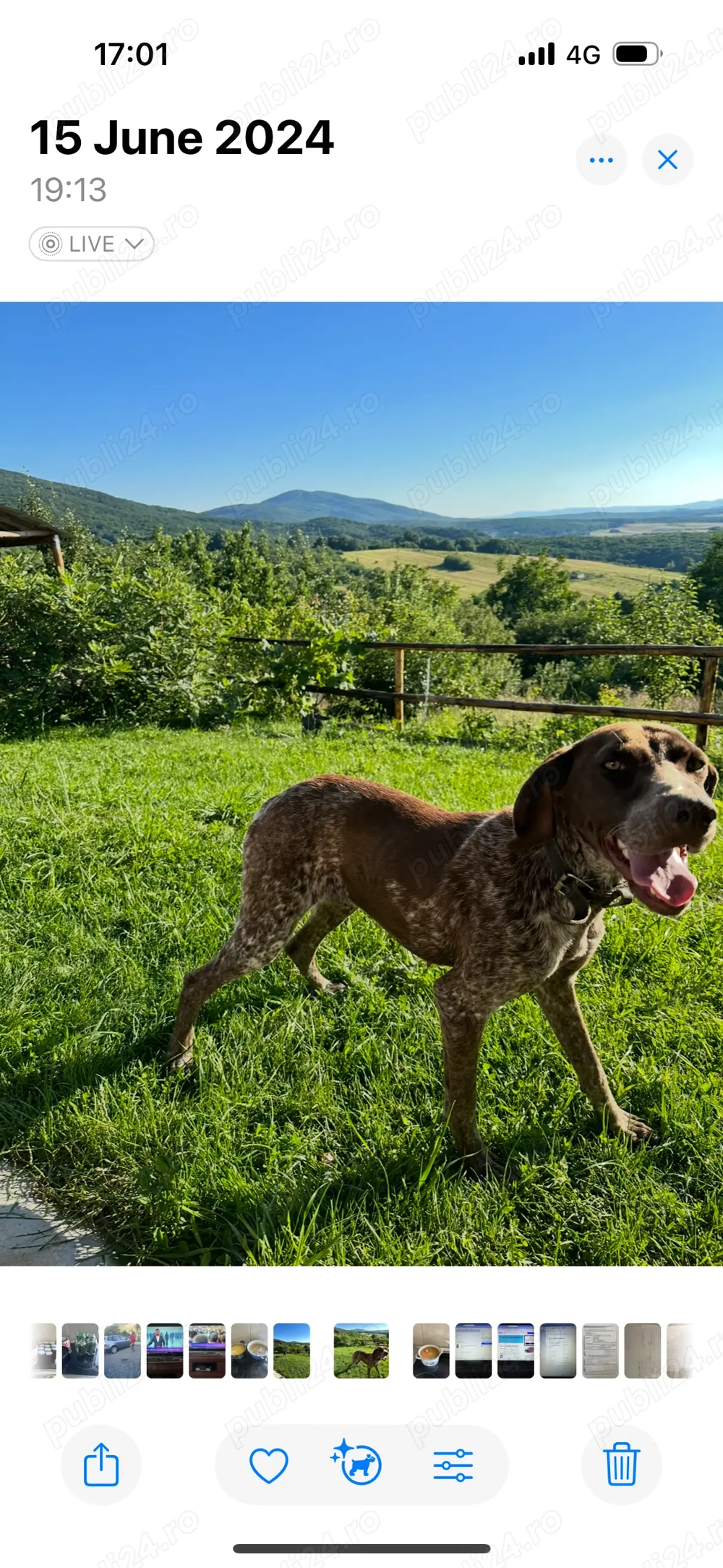 Vand urgent brac german de vânătoare și trufe, femelă păr scurt 1an jumate,certificat pedigree 600eu Vand urgent brac german de vânătoare și trufe, femelă păr scurt 1an jumate,certificat pedigree 600eu