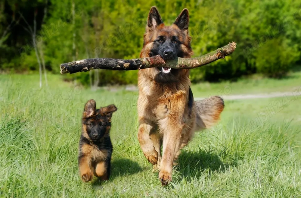 Pui Ciobănesc German (lup) rasă pură 