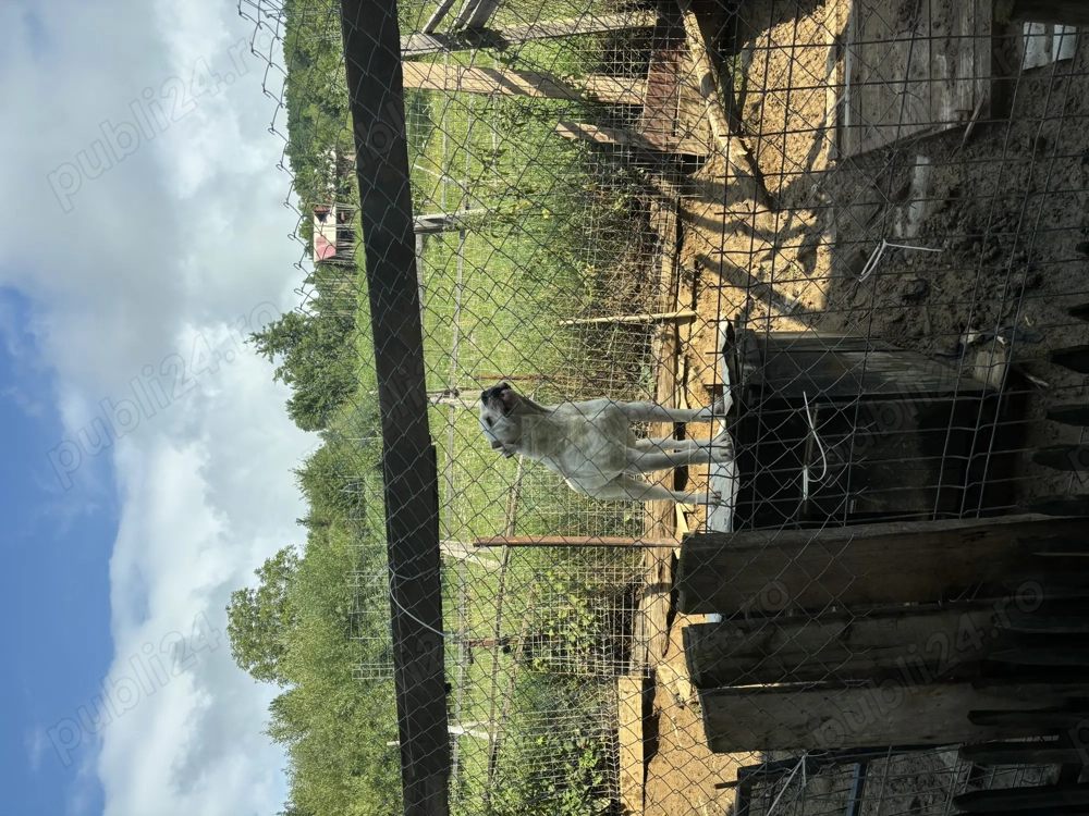 Vand dog argentinian  Vand dog argentinian