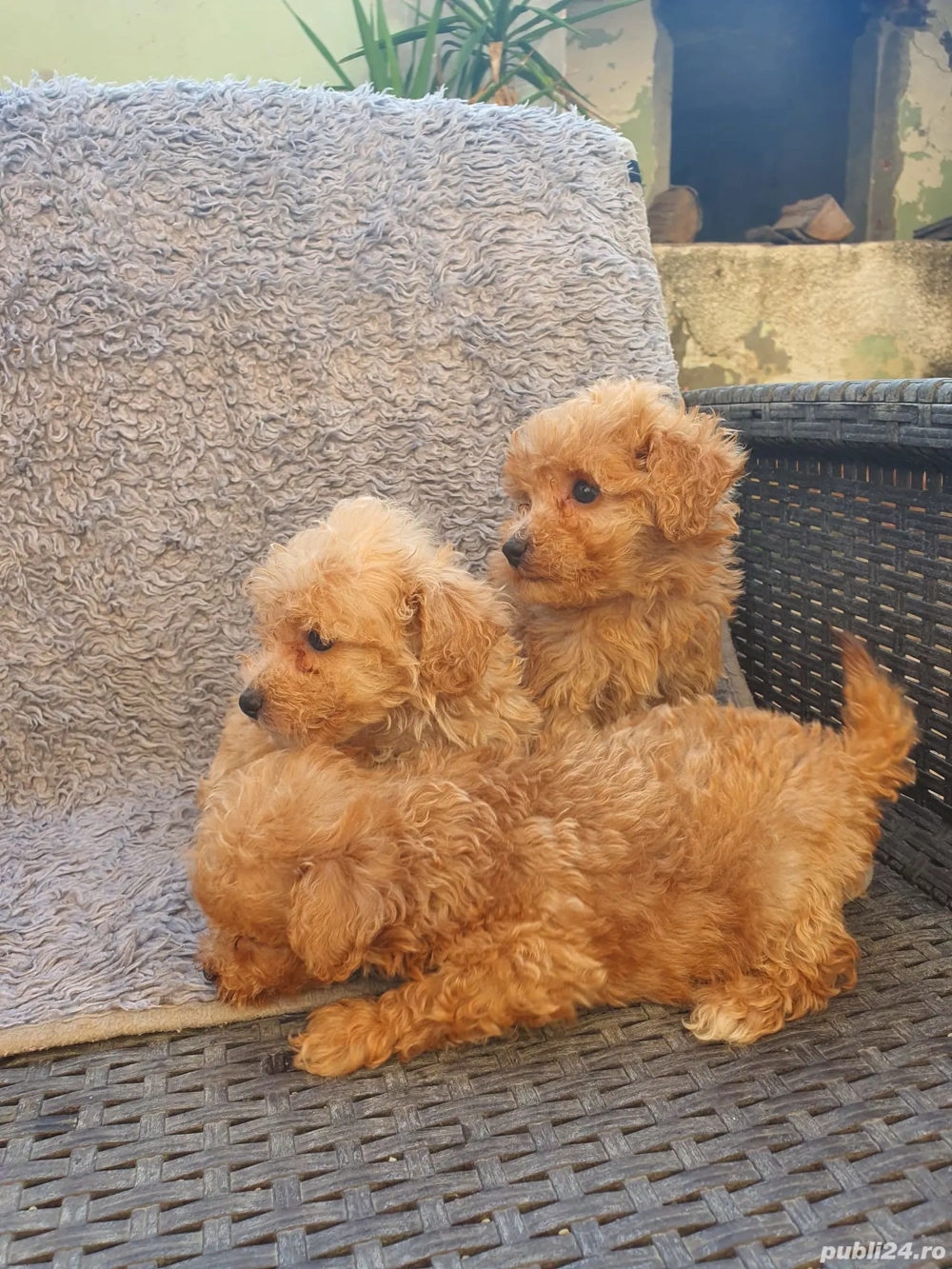 Pudel toy si pitic cu pedegree