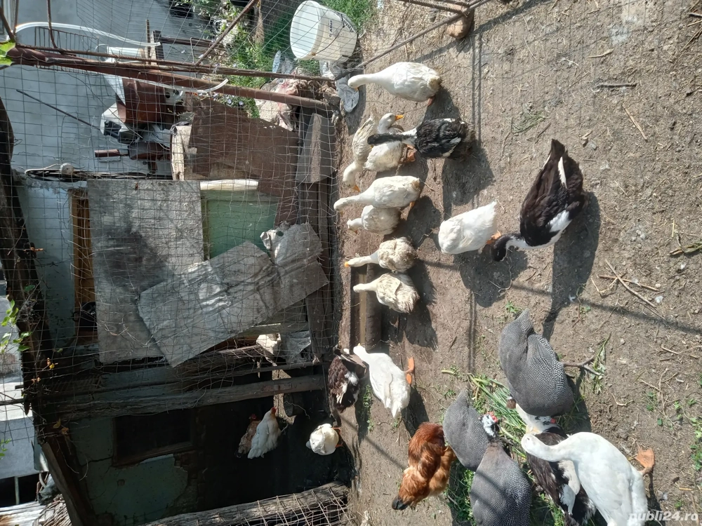 vand pasari de curte