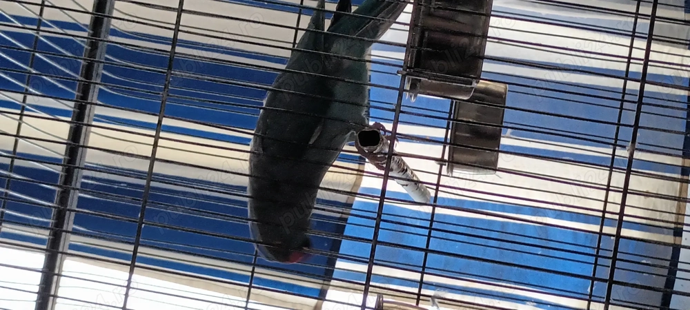 Papagal  Micul Alexandru Papagal  Micul Alexandru