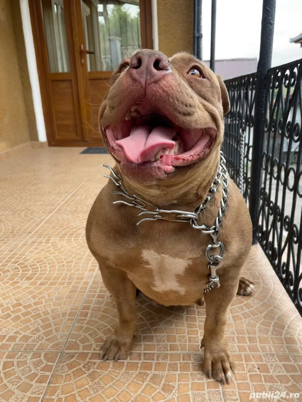 Donez American bully pocket Donez American bully pocket
