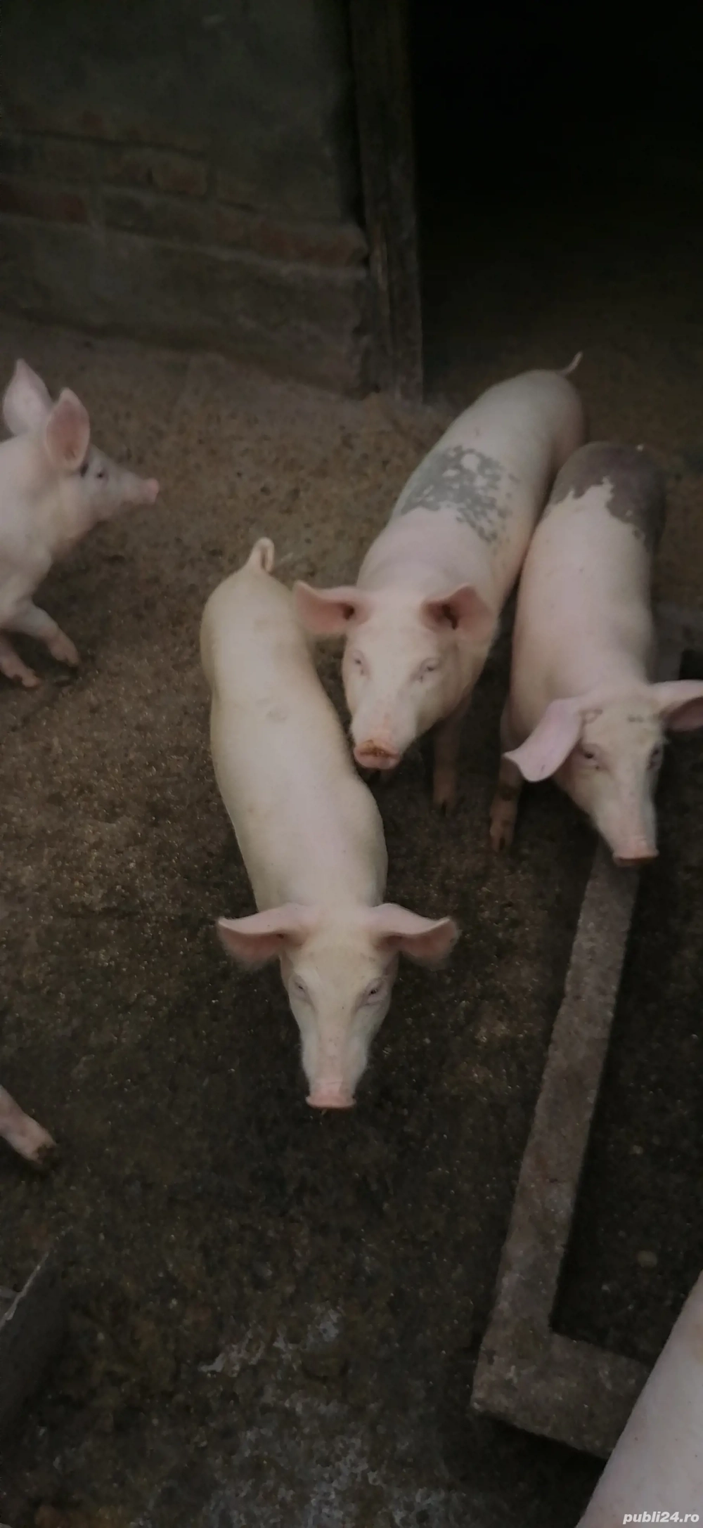 Grăsuni 5 luni Grăsuni 5 luni