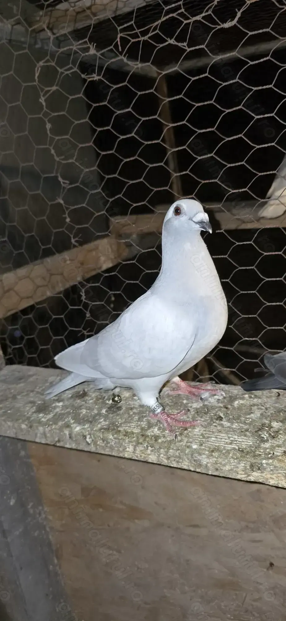 Porumbei voiajori Porumbei voiajori