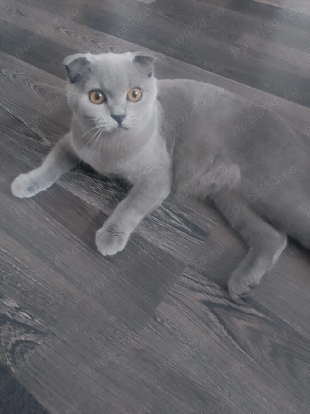 Vand scottish fold  Vand scottish fold