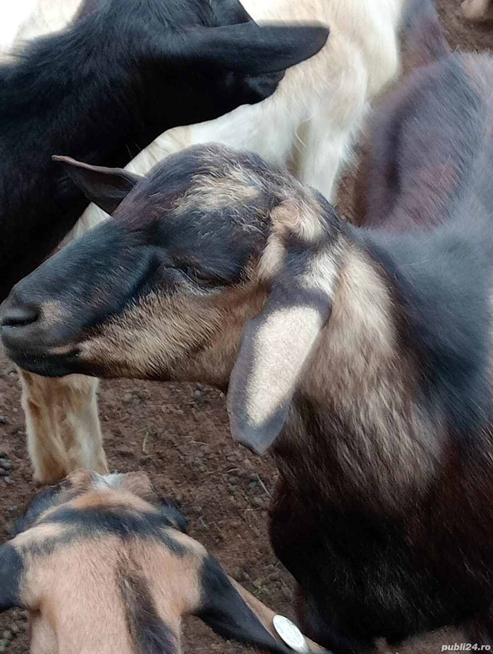 tap sanen de vanzare .