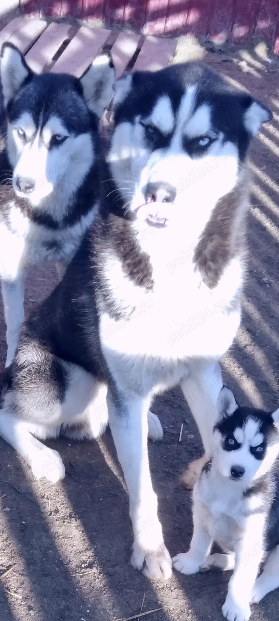 Huschy siberian  4 ani femelă