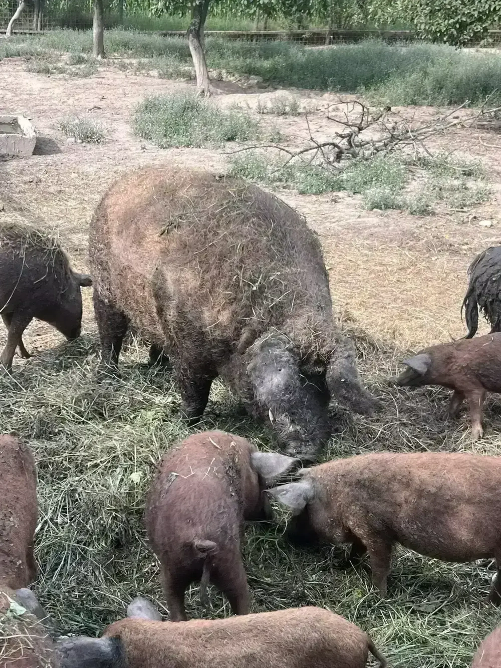 Vand porc  mangalita rasa roscata (de carne)- castrat 