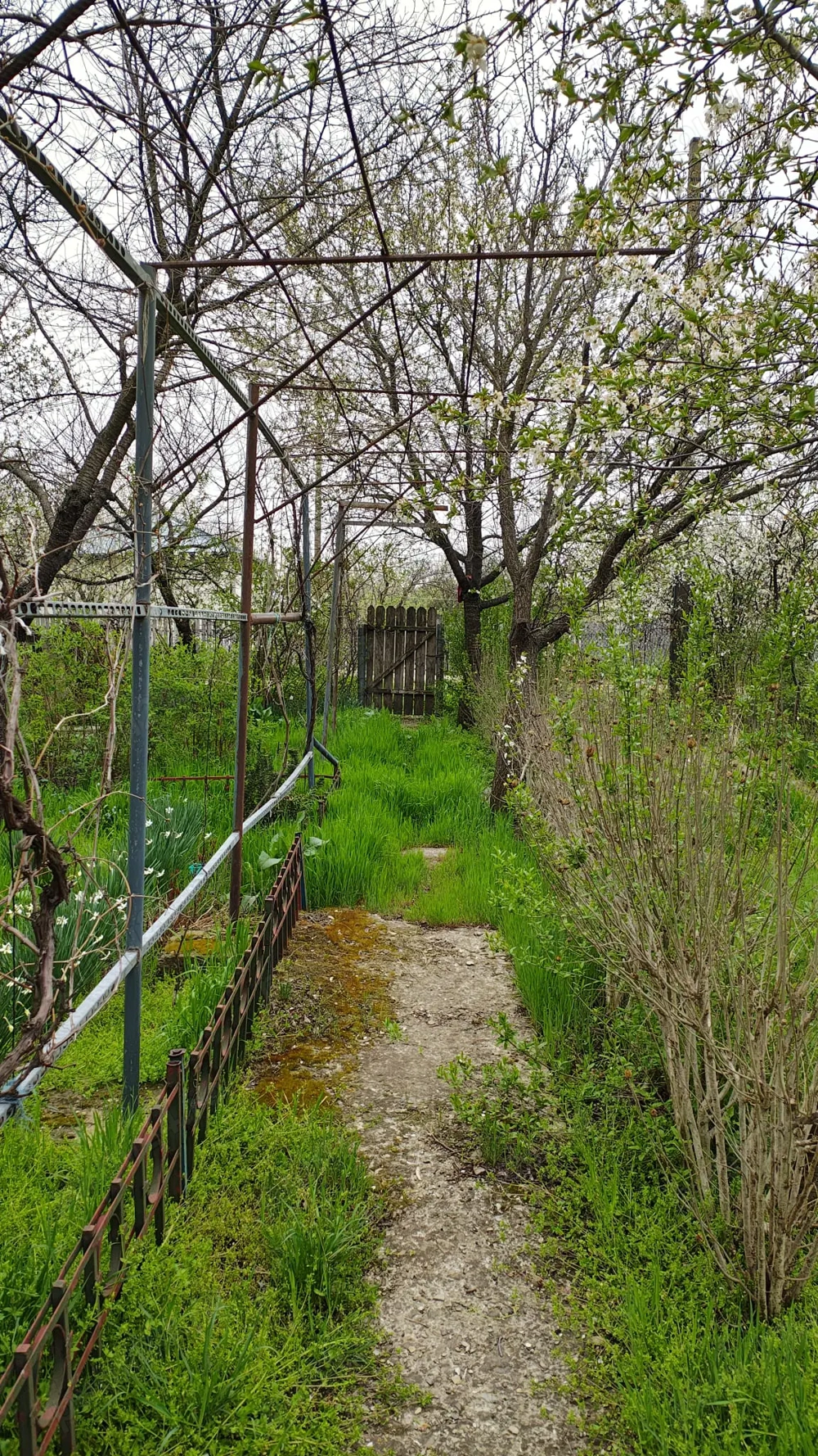 Teren Boldu, jud Buzau, pentru casa cu vie și pomi fructiferi