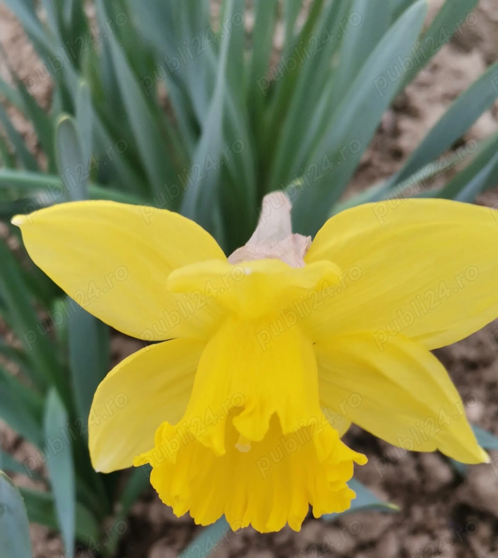 Vând bulbi de narcise galbene 