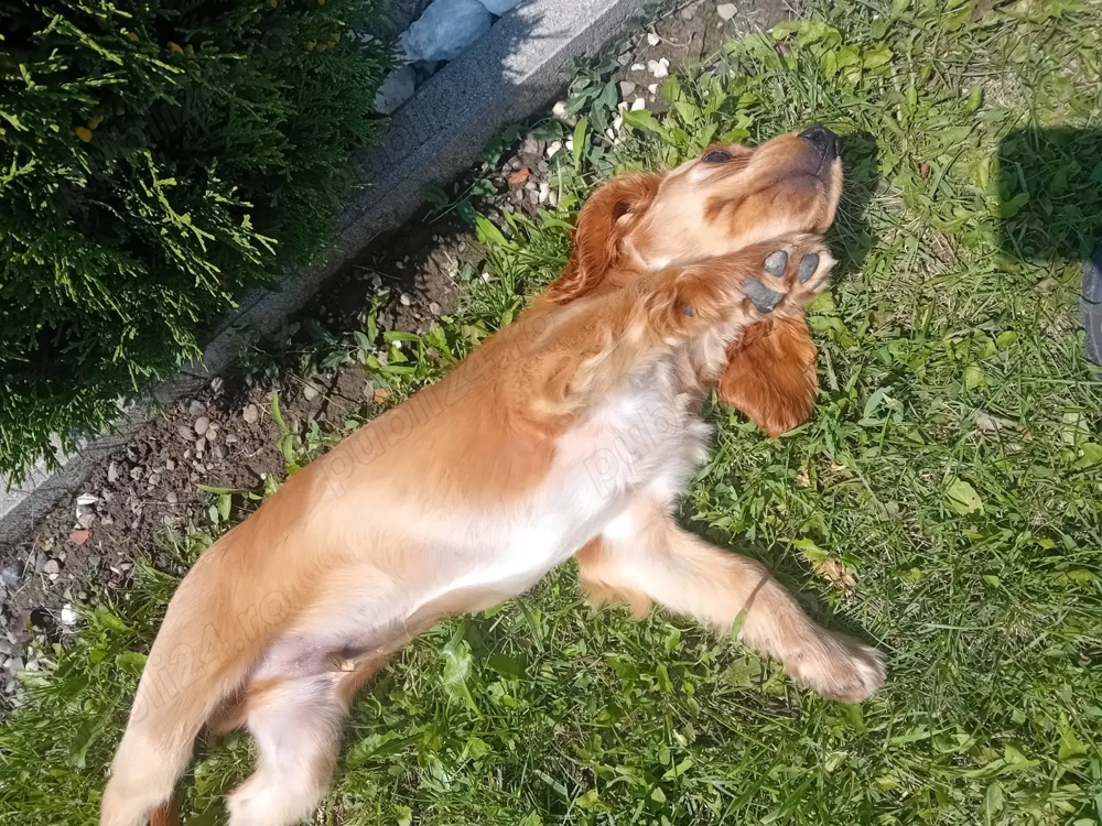 Vând cățel cocker spaniel