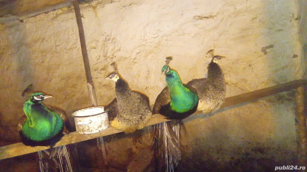 vănd urgent  familie 1+2 păuni 