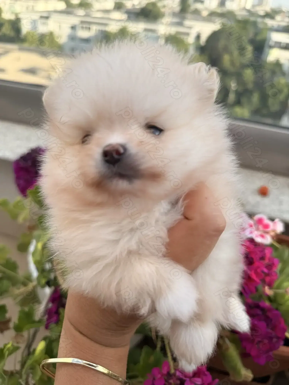 Pomeranian superb cu pedigree