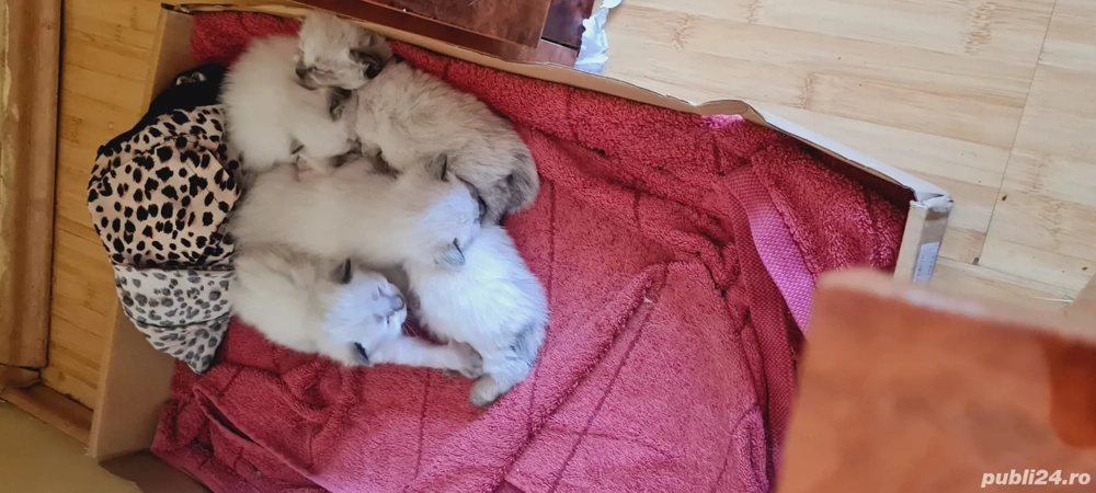 pui de pisici rogdoll 