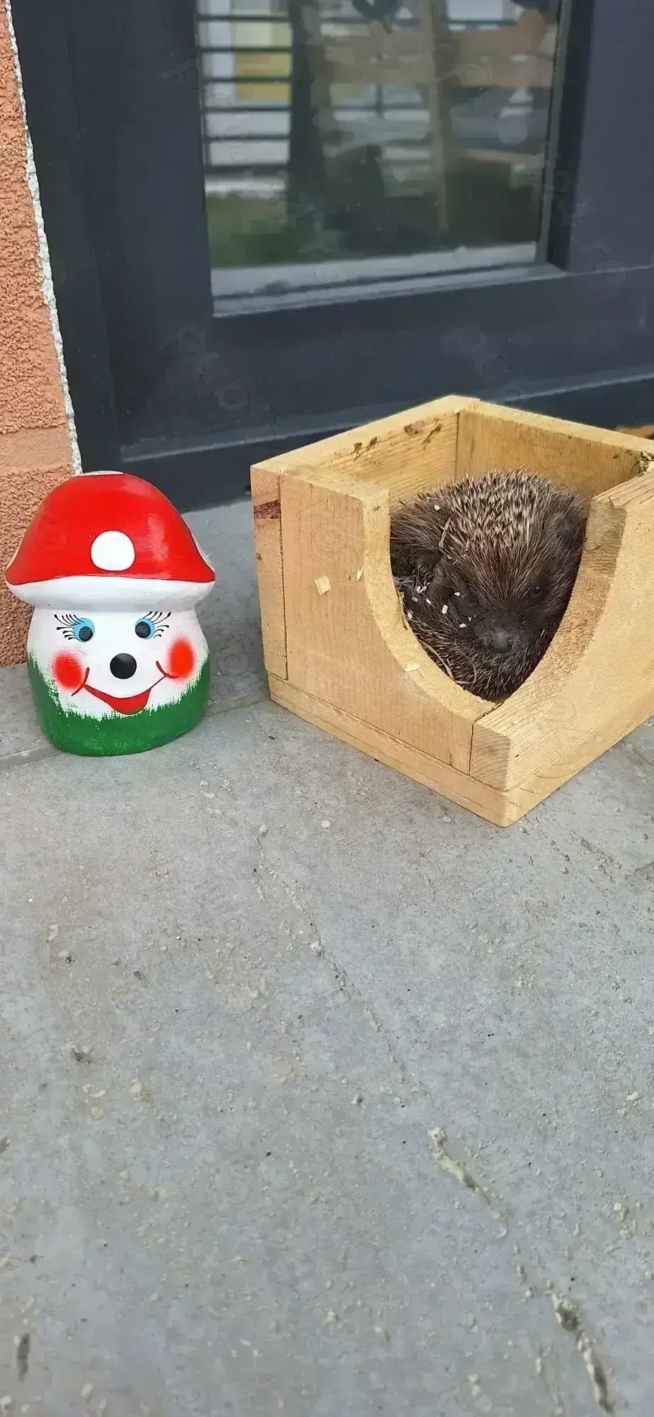 Pui de arici europeni autohtoni de grădină curte sau companie! 