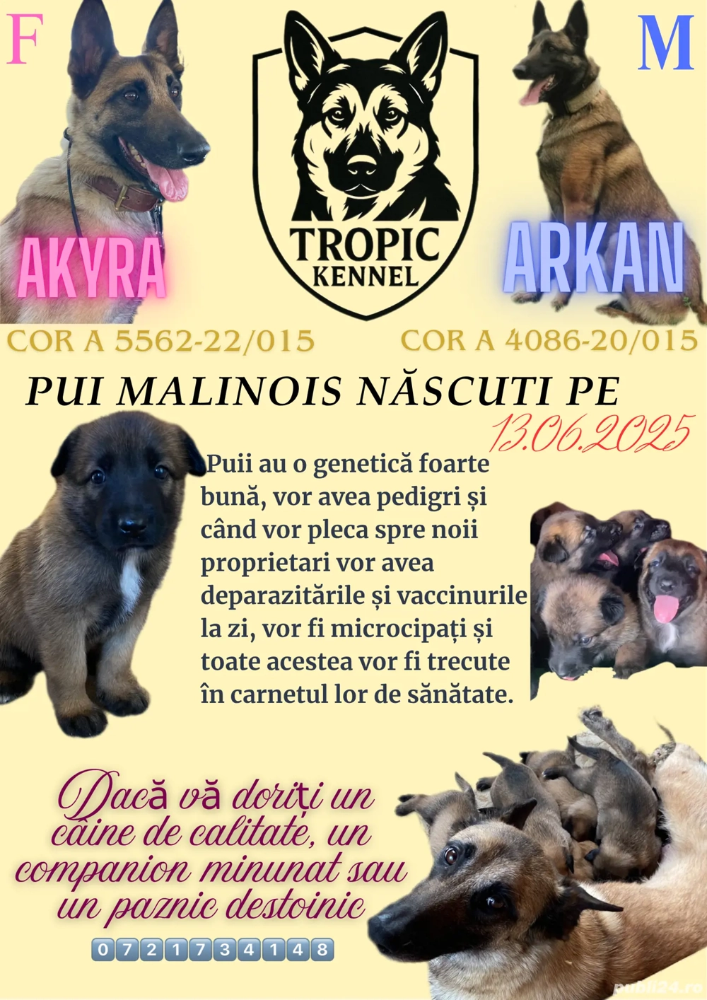 Căței Ciobănesc Belgian Malinois