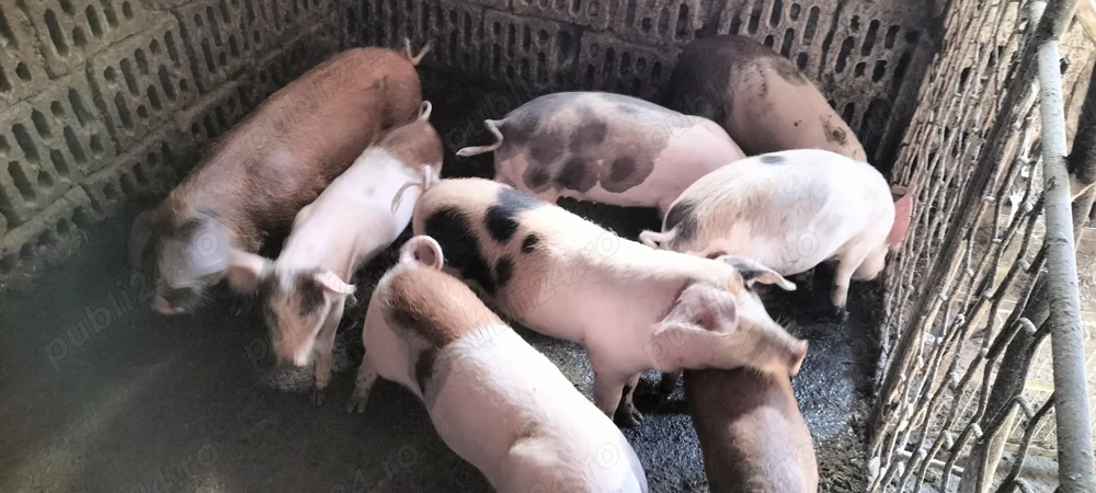 Șoldani de vînzare Șoldani de vînzare