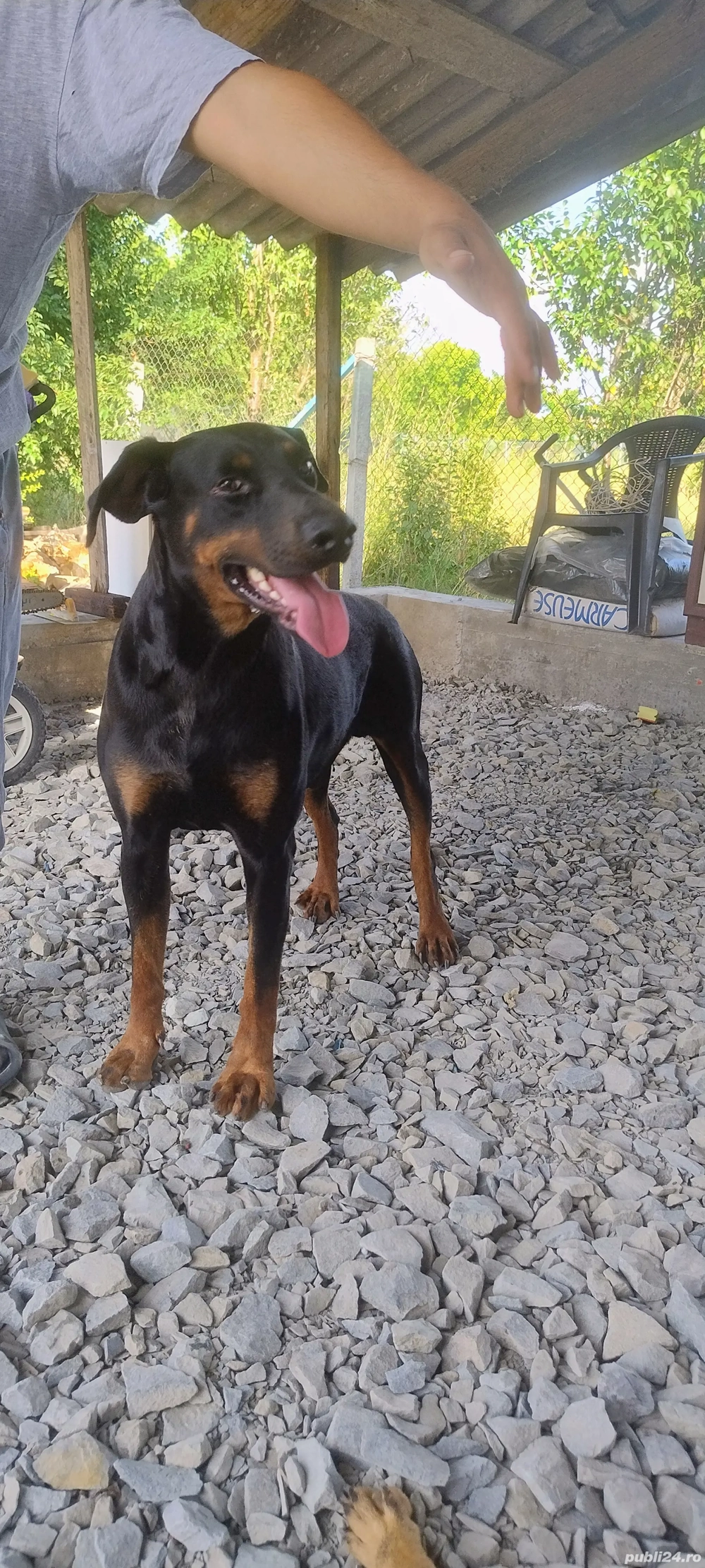 Doberman picher Doberman picher