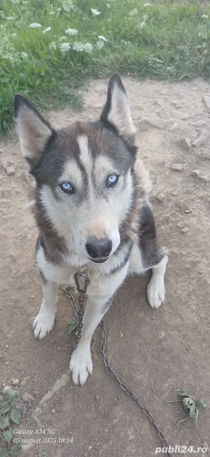 Caine husky rasa pur+cusca de transport 400 euro