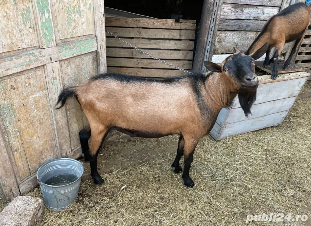 vand capre, tapi Alpin Francez