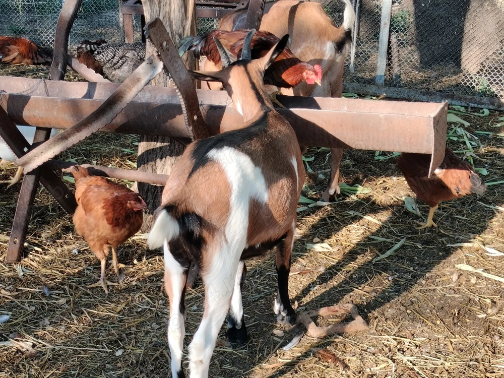 Capre și un Țap Alpin Francez Capre și un Țap Alpin Francez