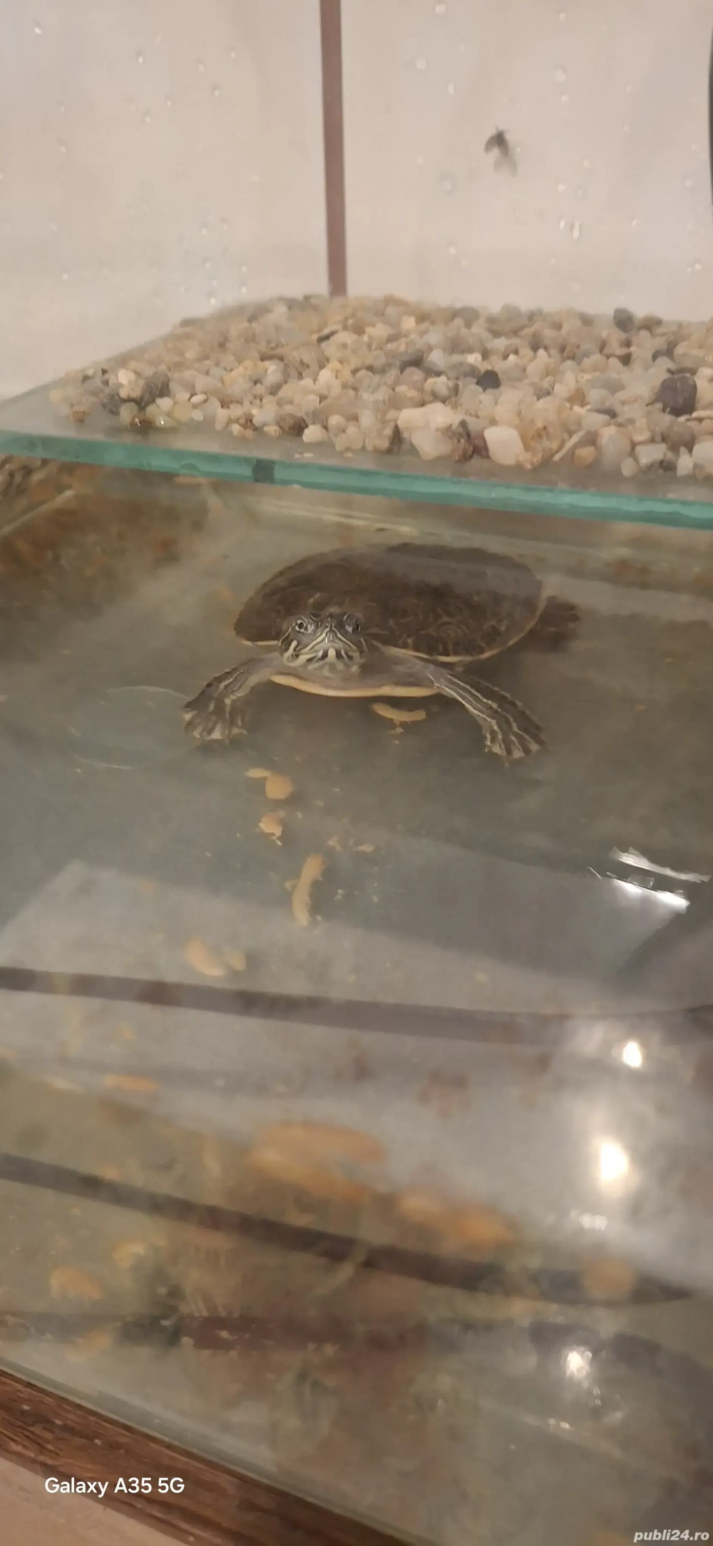 broscuță țestoasă  broscuță țestoasă