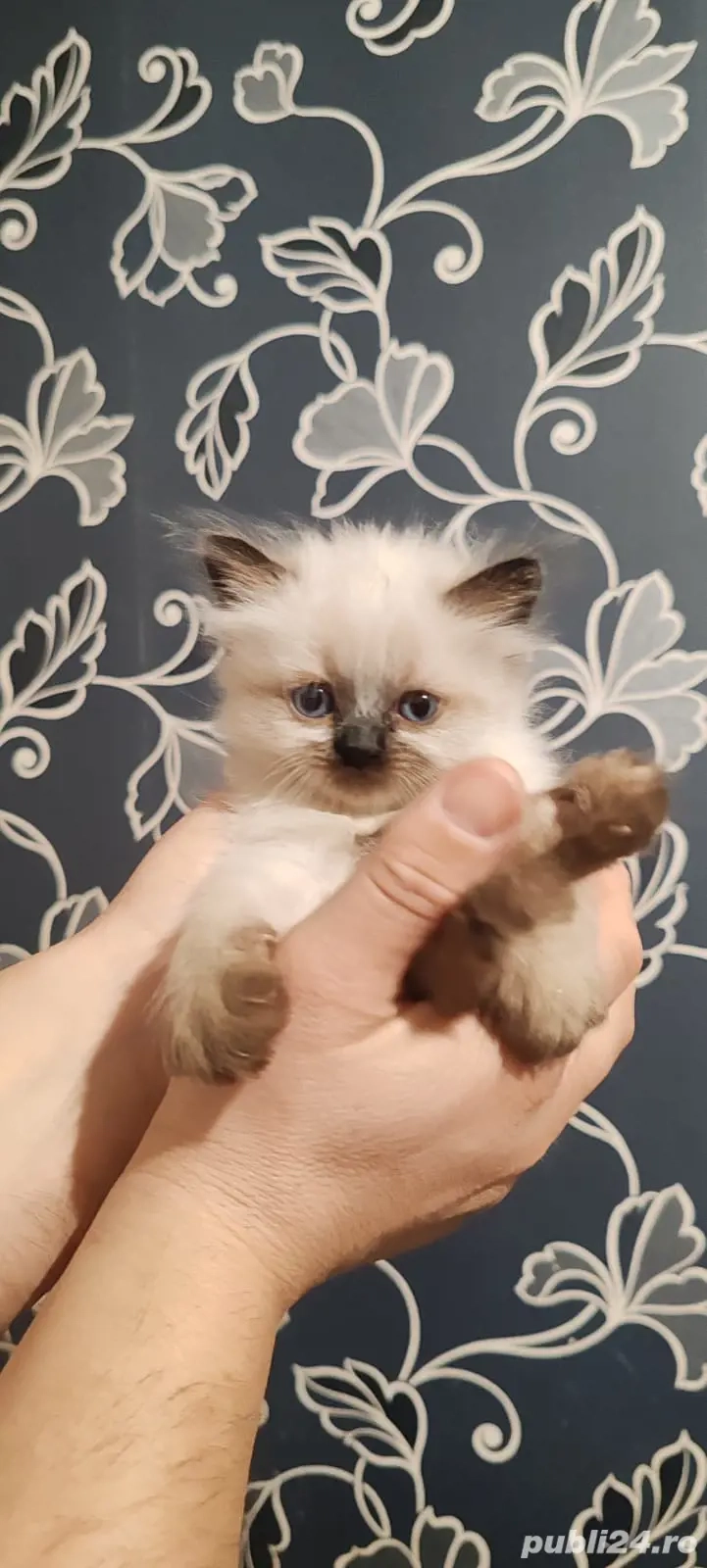 Pui pisică birmaneza 