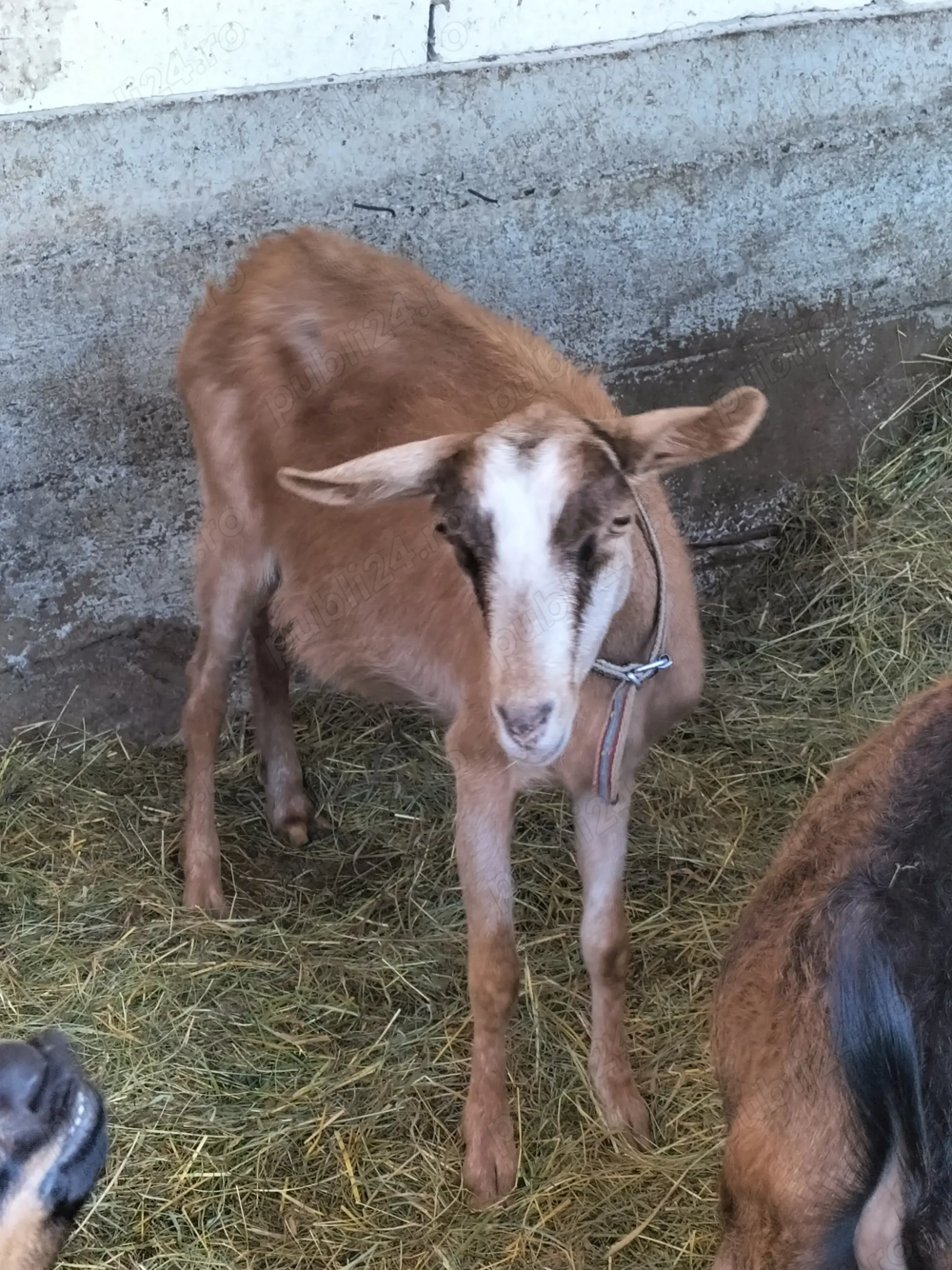 Capra tanara buna de lapte
