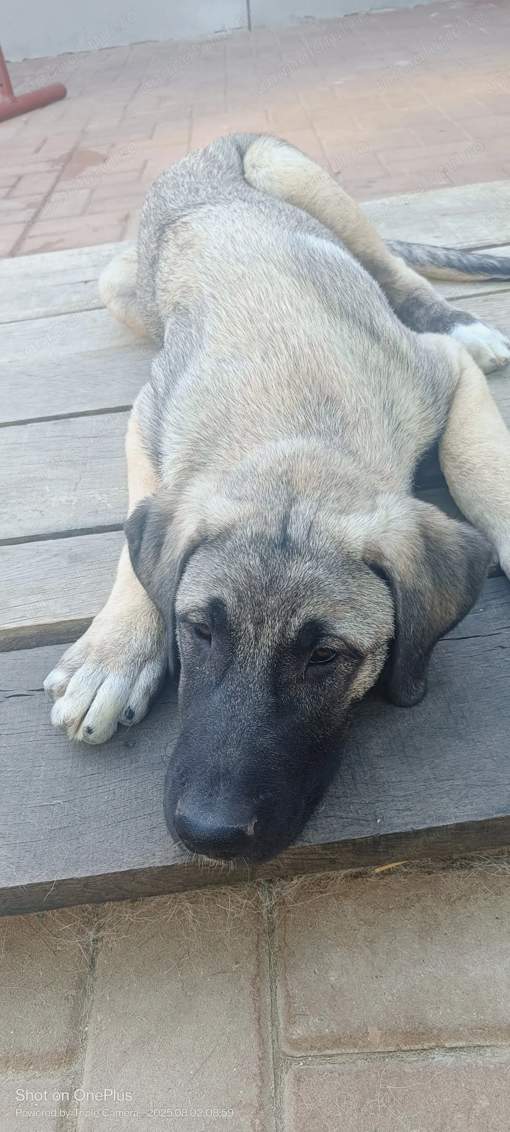 Kangal culoare lupie 