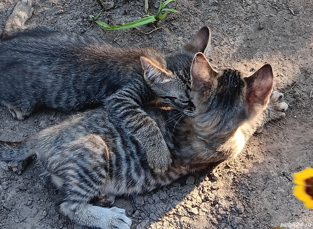 adoptii pui de pisica