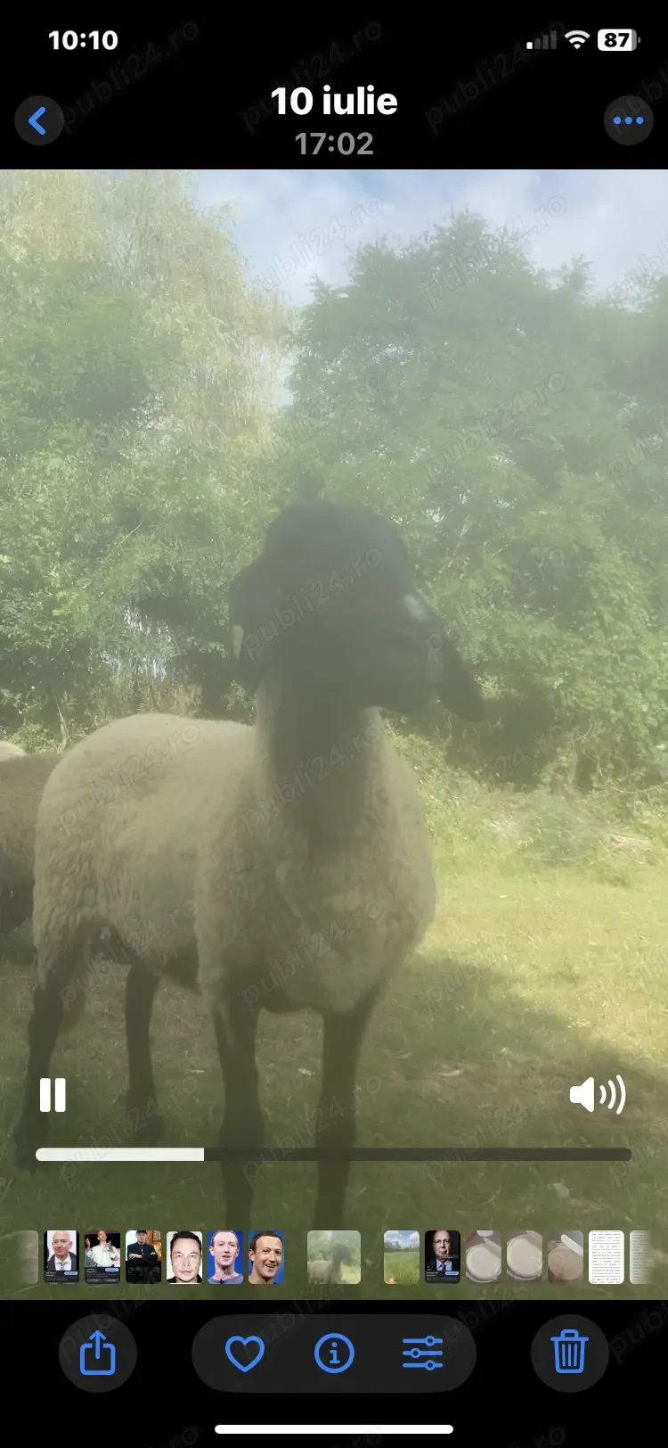 Vand oi carabase sarbesti Vand oi carabase sarbesti