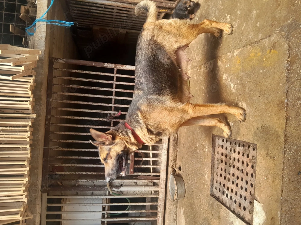 Catei ciobanesc german