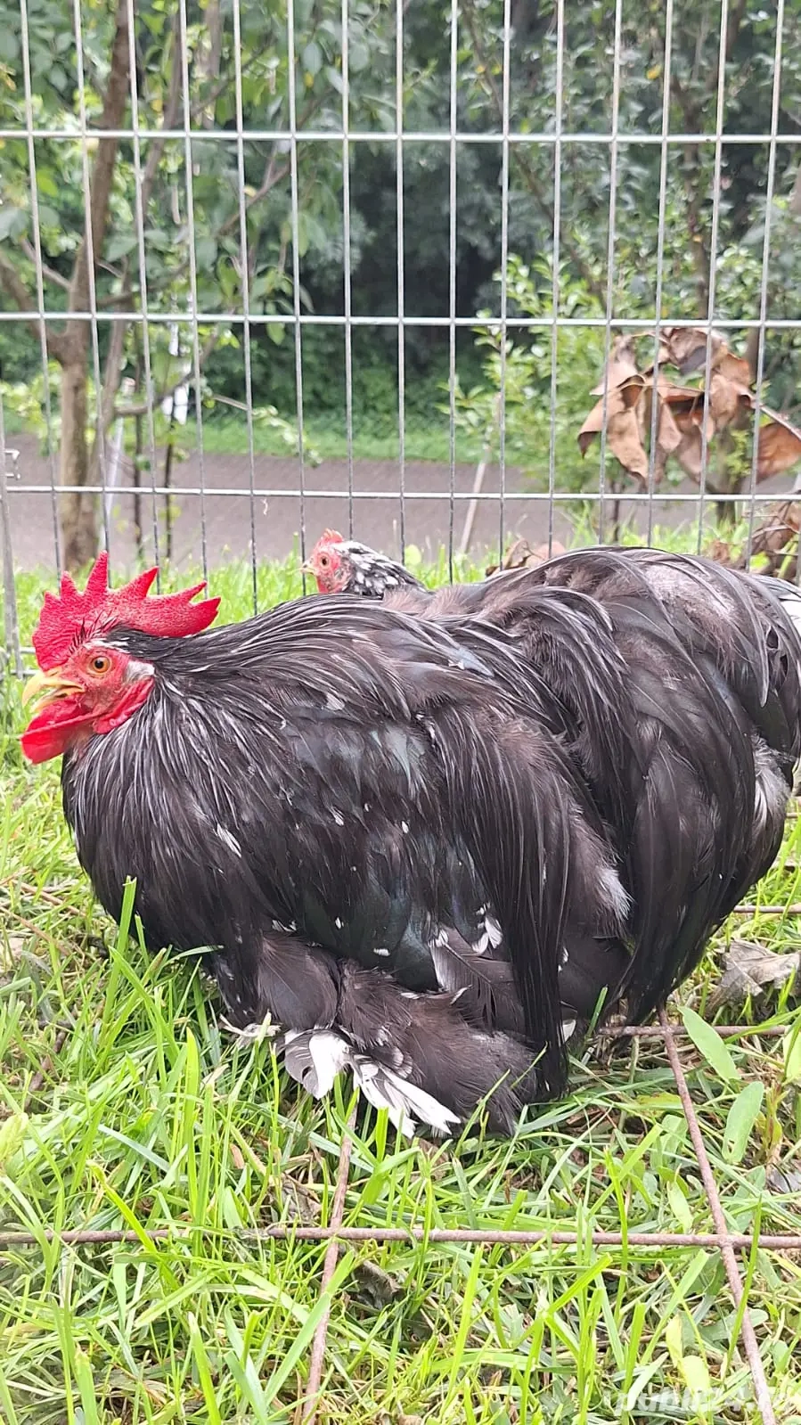 Pereche conchinchina pitic bobat  Pereche conchinchina pitic bobat