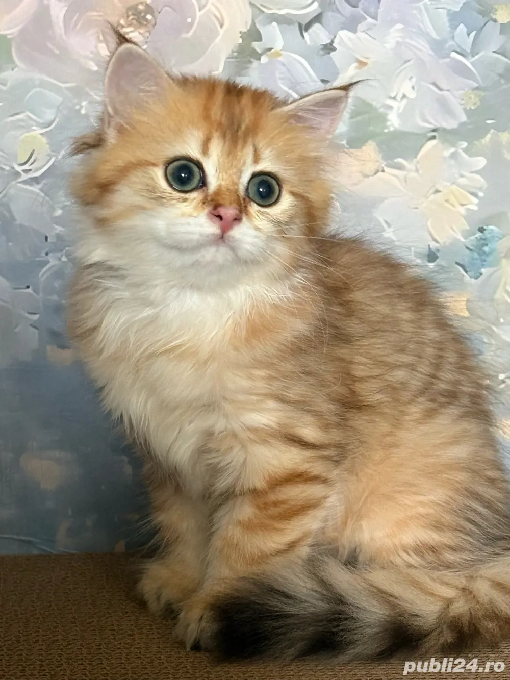 British longhair Femela 